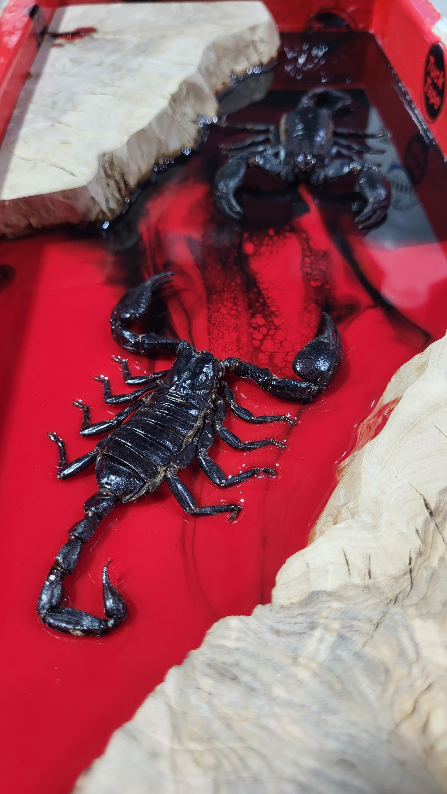 Scorpion Board