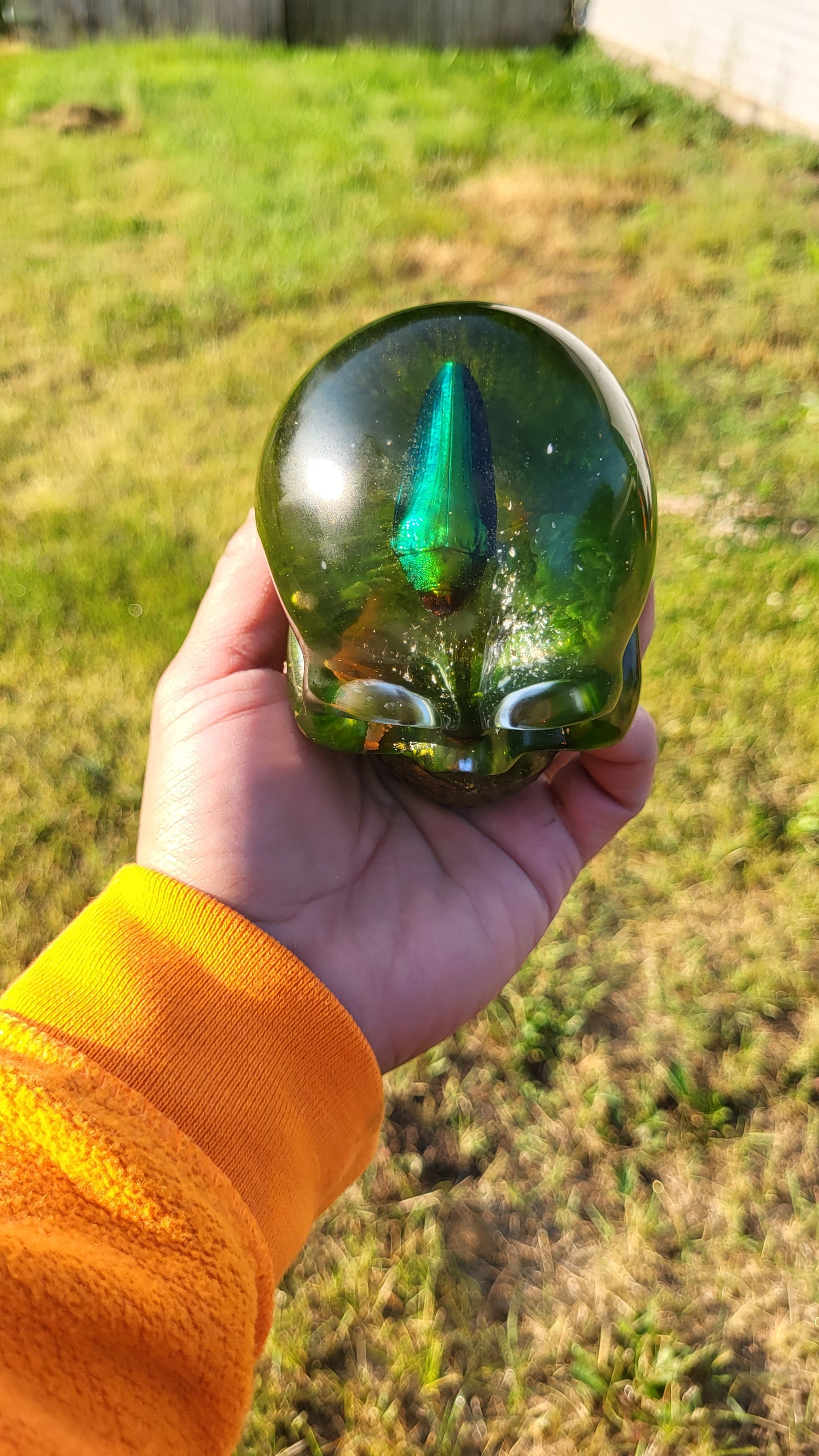 Exotic Beetle Skulls