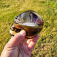 Exotic Beetle Skulls