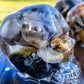 Petoskey Skull - medium