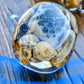 Petoskey Skull - medium